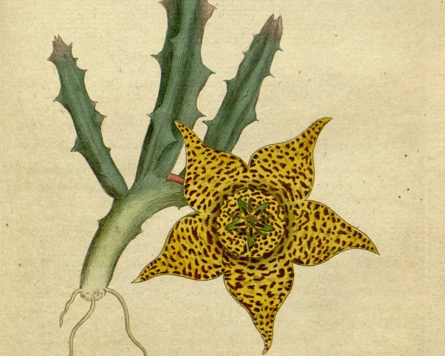 Foto von Aasblumen (Stapelia variegata).