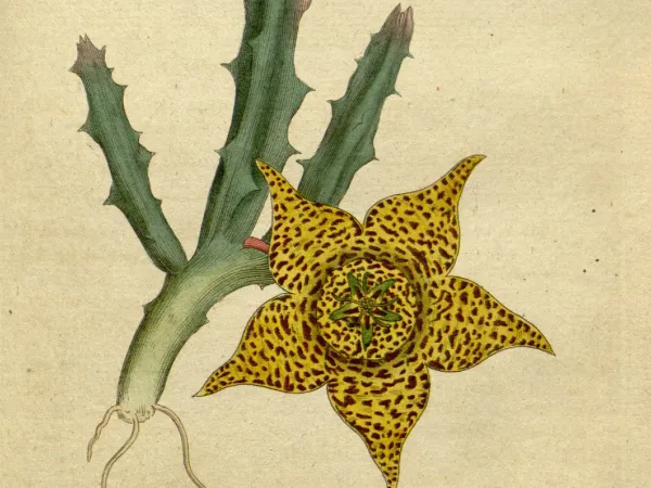 Foto von Aasblumen (Stapelia variegata).