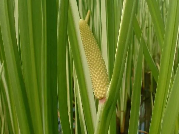 Foto von Acorus (Acorus calamus).