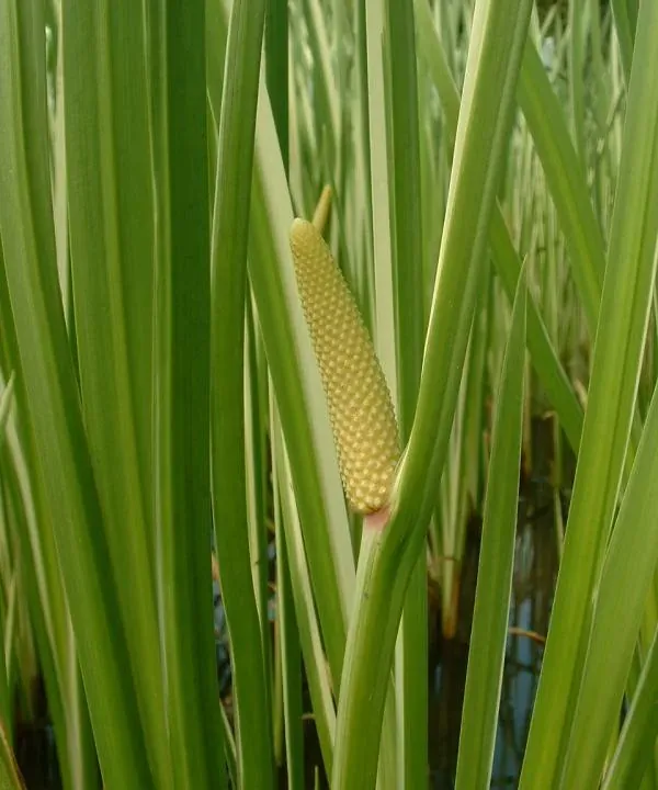 Foto von Acorus (Acorus calamus).
