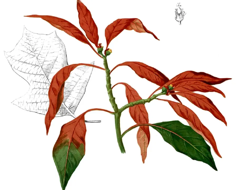 Foto von Adventsstern (Euphorbia pulcherrima).