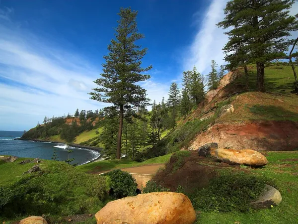 Foto von Affenbaum (Araucaria heterophylla).