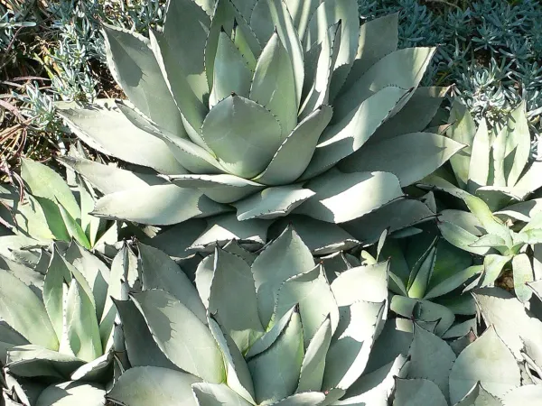 Foto von Agave (Agave parryi).