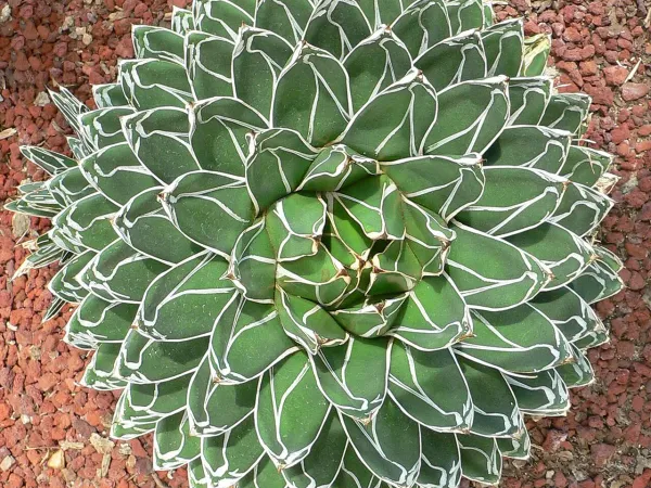 Foto von Agave (Agave victoriae-reginae).