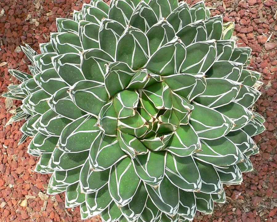 Foto von Agave (Agave victoriae-reginae).