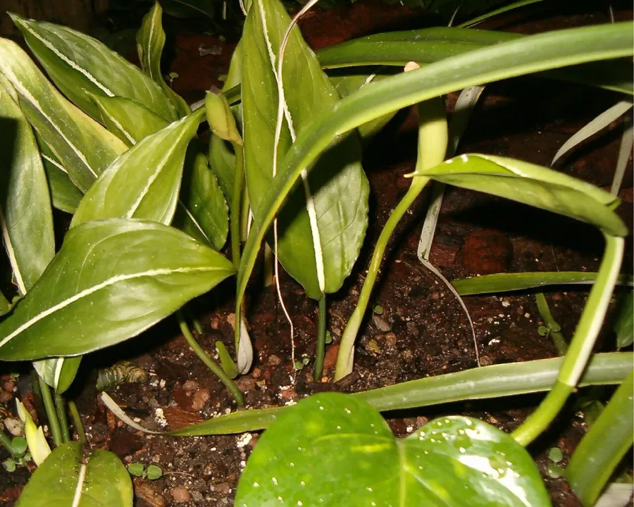 Foto von Aglaonema (Aglaonema costatum).