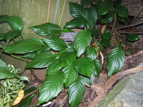 Foto von Aglaonema (Aglaonema modestum).