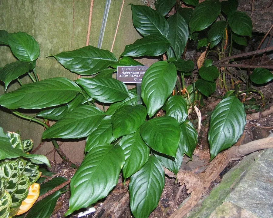 Foto von Aglaonema (Aglaonema modestum).