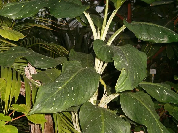 Foto von Aglaonema (Aglaonema nitidum).
