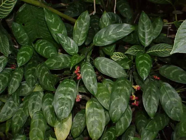 Foto von Aglaonema (Aglaonema commutatum).