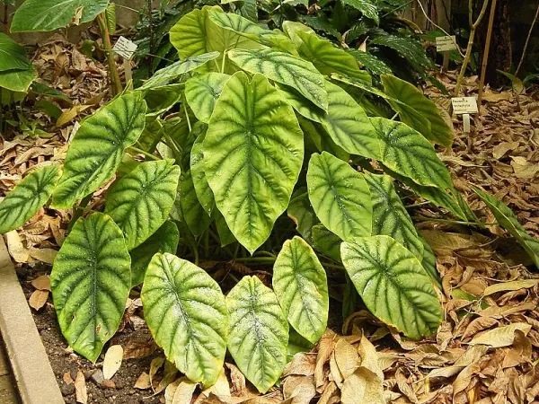 Foto von Alocasia (Alocasia augustiana).