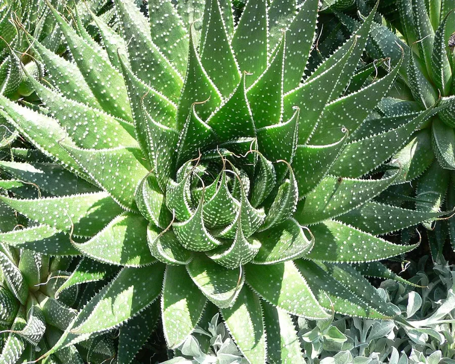 Foto von Aloe (Aloe aristata).