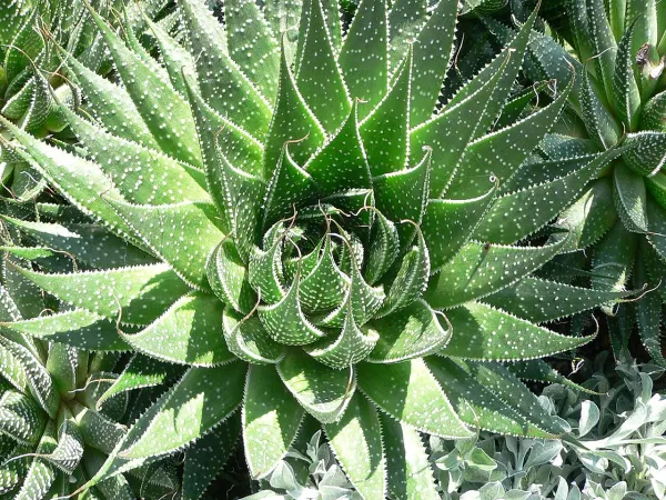 Foto von Aloe (Aloe aristata).