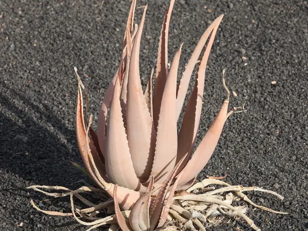 Foto von Aloe (Aloe barbadensis).