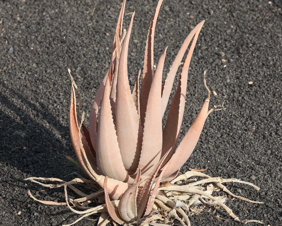 Foto von Aloe (Aloe barbadensis).