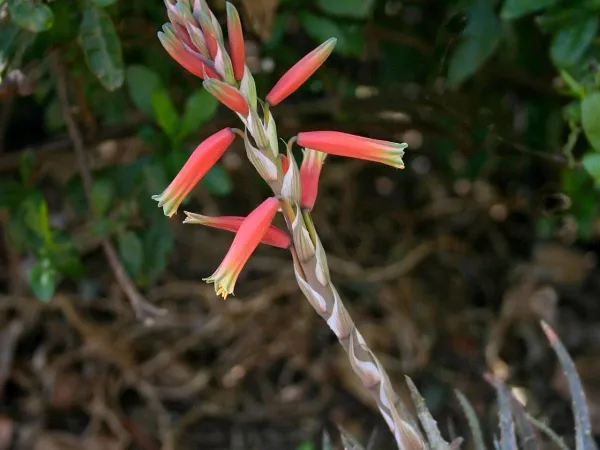 Foto von Aloe (Aloe humilis).