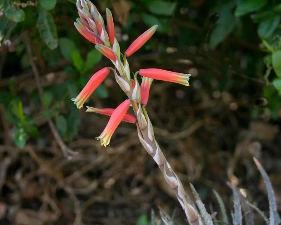 Foto von Aloe (Aloe humilis).