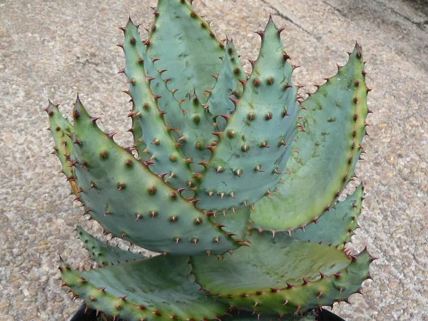 Foto von Aloe (Aloe marlothii).