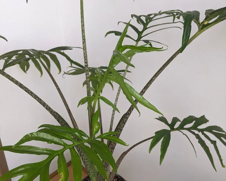Foto von Alokasie (Alocasia brancifolia).
