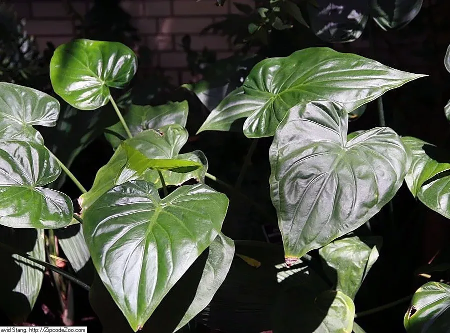 Foto von Alokasie (Alocasia cucullata).