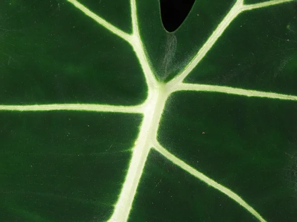 Foto von Alokasie (Alocasia micholitziana 'Frydek').
