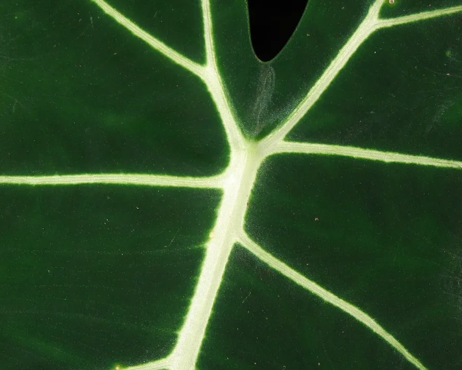 Foto von Alokasie (Alocasia micholitziana 'Frydek').