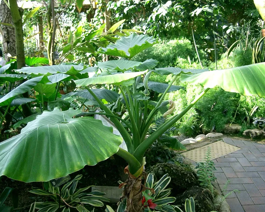Foto von Alokasie (Alocasia odora).