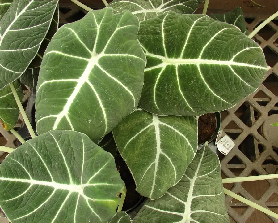Foto von Alokasie (Alocasia reginula).