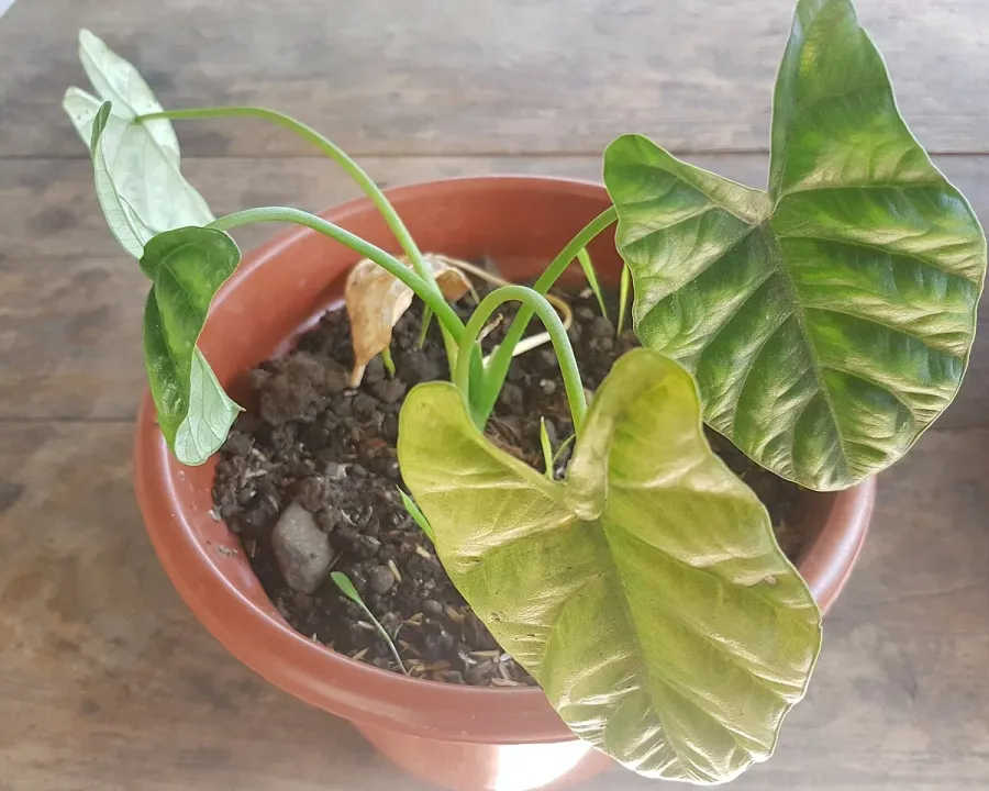 Foto von Alokasie (Alocasia sinuata).