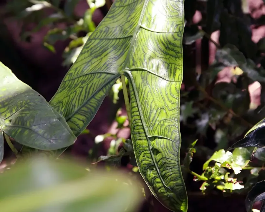 Foto von Alokasie (Alocasia zebrina).