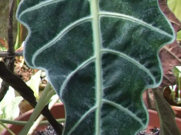 Foto von Alokasie (Alocasia amazonica).