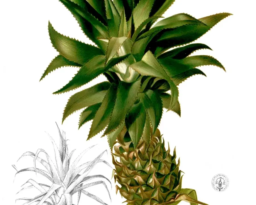 Foto von Ananas (Ananas comosus).