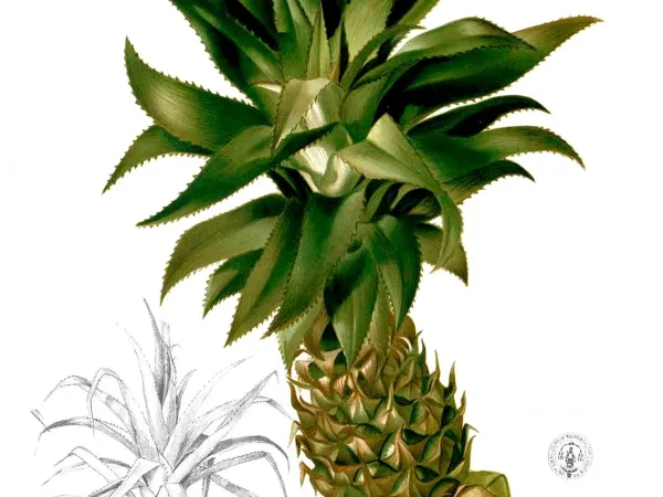Foto von Ananas (Ananas comosus).