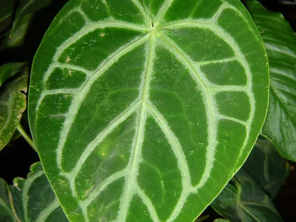 Foto von Anthurie (Anthurium crystallinum).