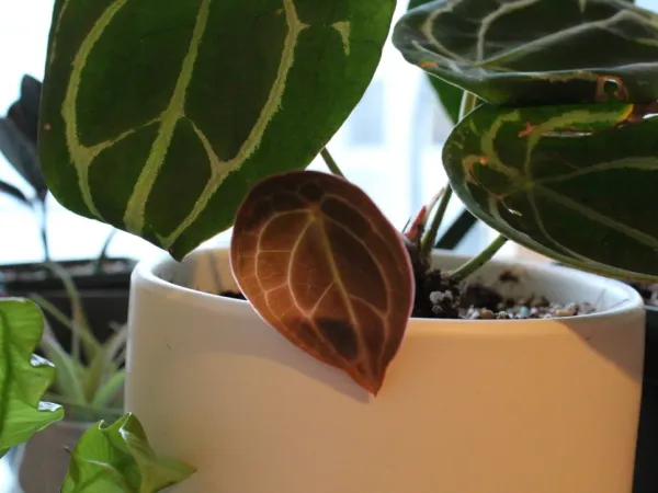 Foto von Anthurie (Anthurium forgetii).