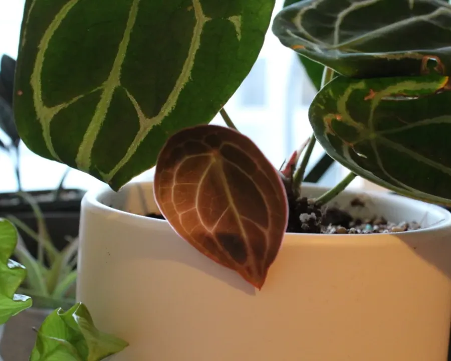Foto von Anthurie (Anthurium forgetii).