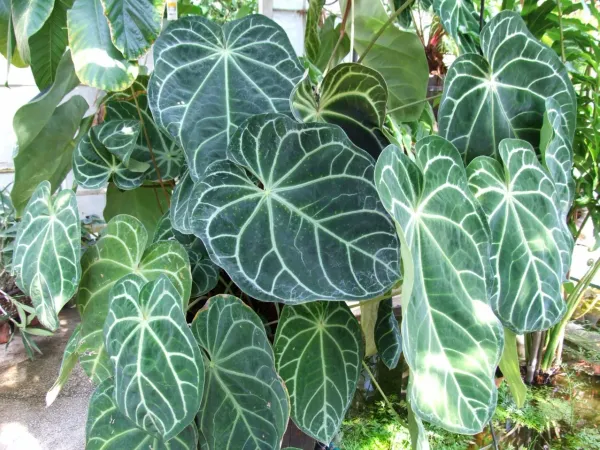 Foto von Anthurie (Anthurium magnificum).