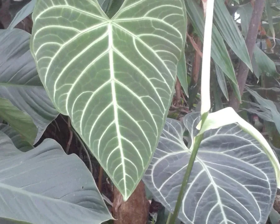 Foto von Anthurie (Anthurium regale).