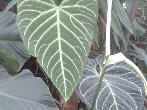 Foto von Anthurie (Anthurium regale).