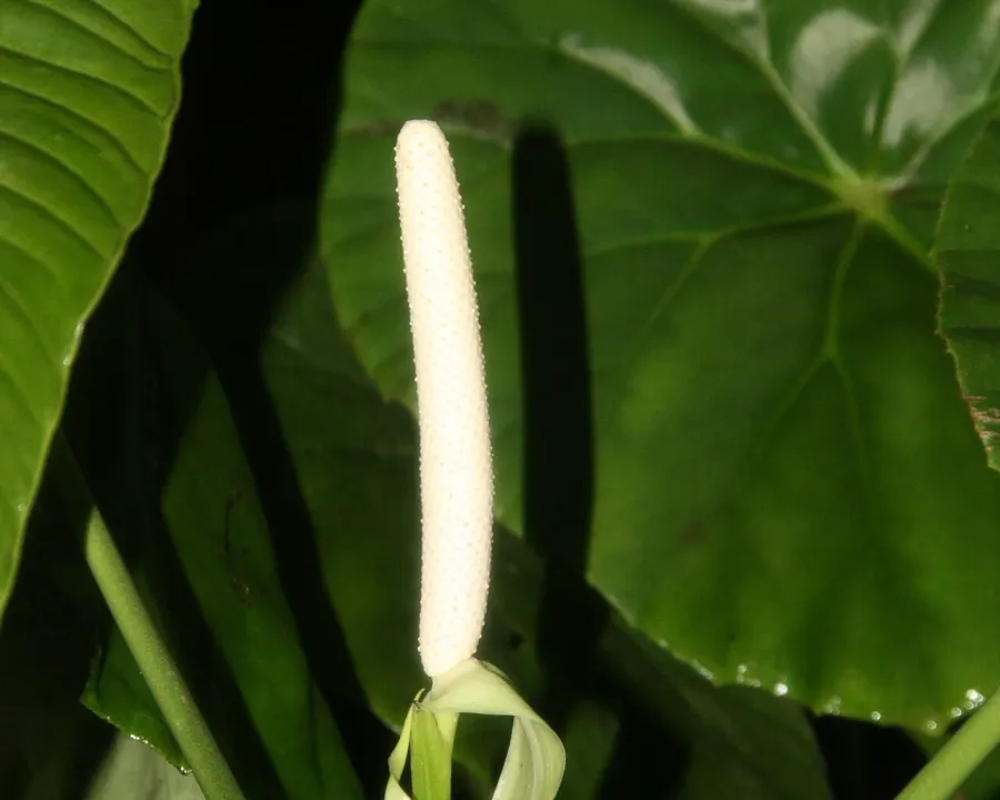 Foto von Anthurie (Anthurium veitchii).