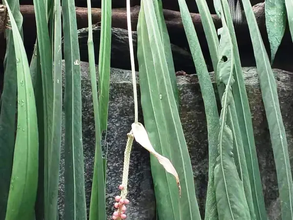 Foto von Anthurie (Anthurium vittarifolium).