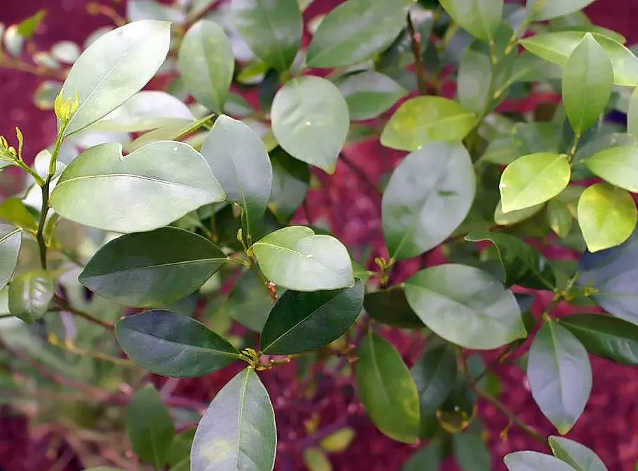 Foto von Apfelsine (Citrus mitis).
