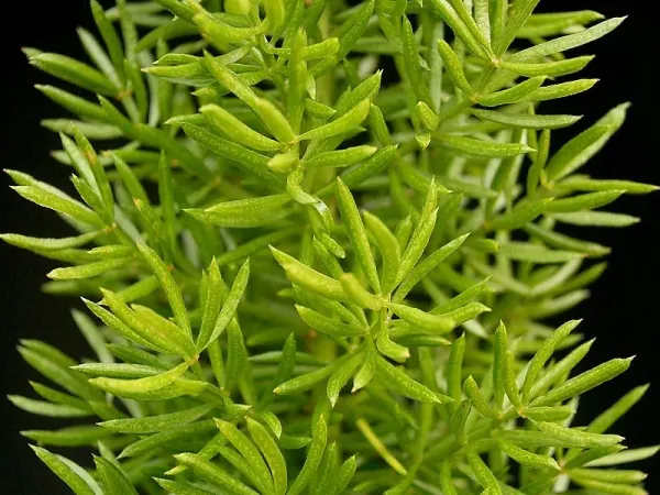 Foto von Asparagus (Asparagus densiflorus).