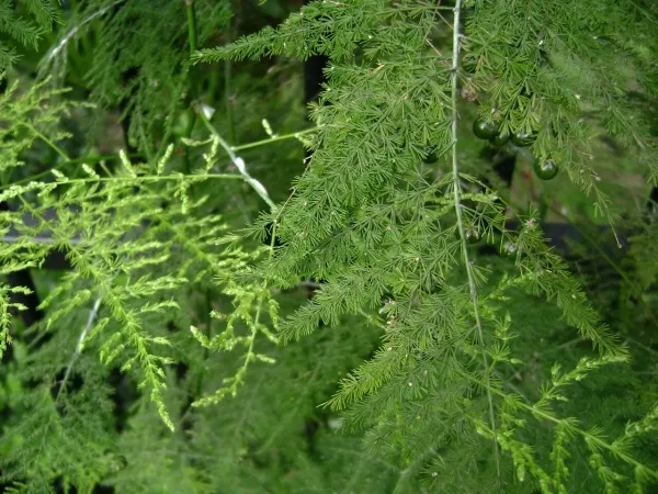 Foto von Asparagus (Asparagus setaceus).