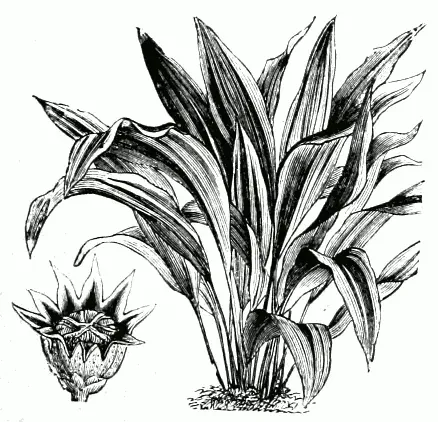 Foto von Aspidistra (Aspidistra elatior).