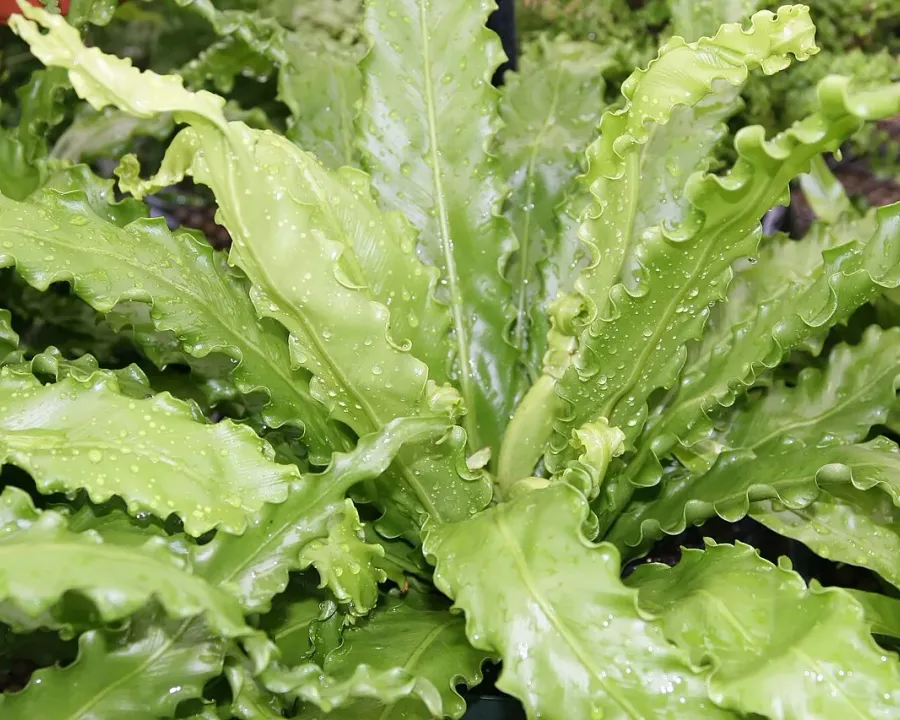 Foto von Asplenium (Asplenium nidus).