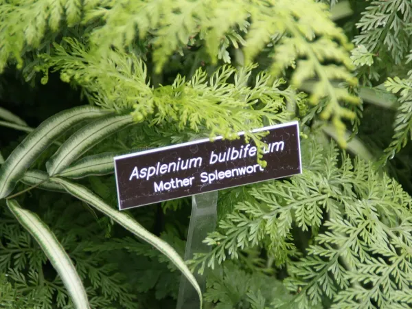 Foto von Asplenium (Asplenium bulbiferum).