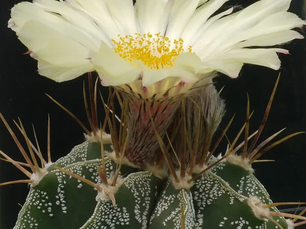 Foto von Astrophytum (Astrophytum ornatum).