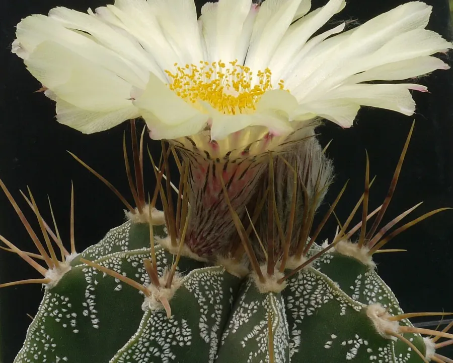 Foto von Astrophytum (Astrophytum ornatum).
