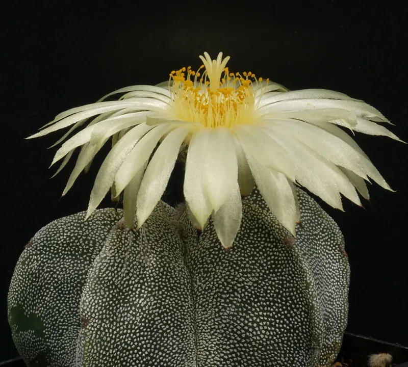Foto von Astrophytum (Astrophytum myriostigma).